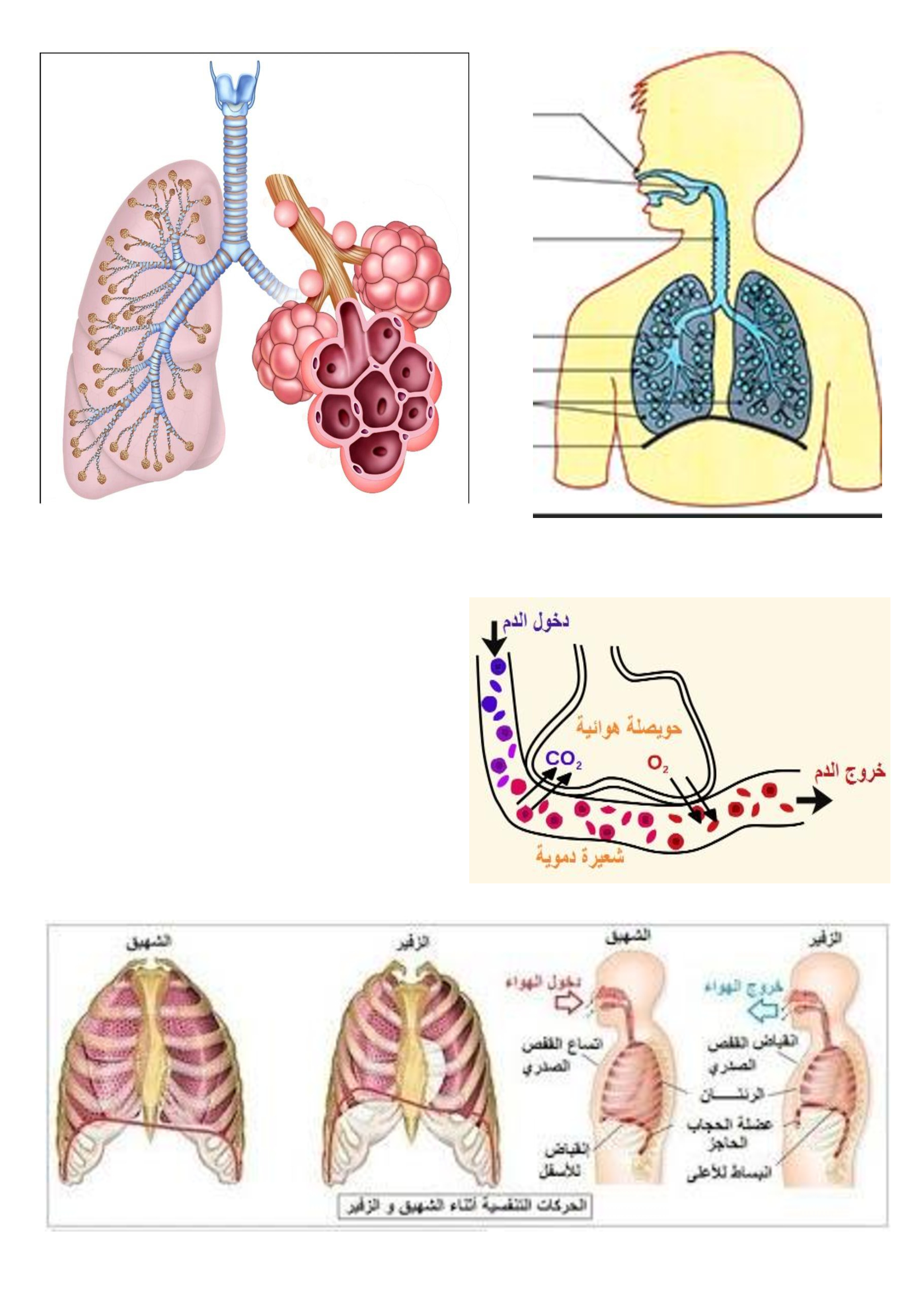 مشاهد ايقاظ